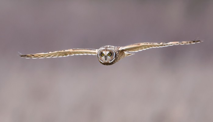 Short-eared Owl