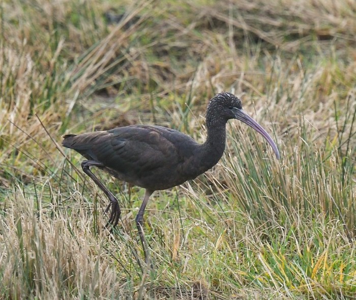 Glossy Ibis