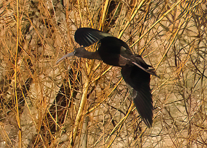 Glossy Ibis