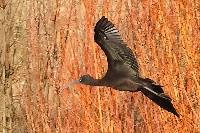 Glossy Ibis