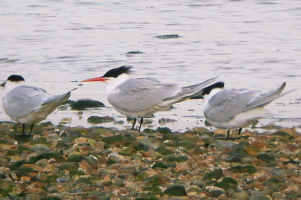 Elegant Tern