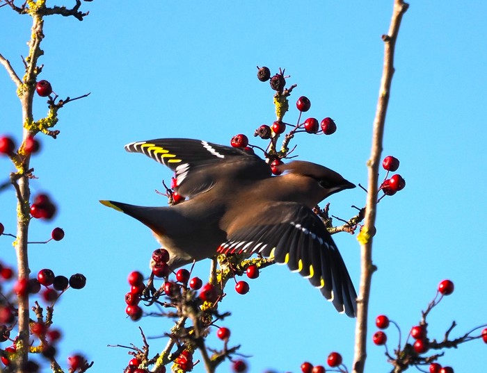 Waxwing