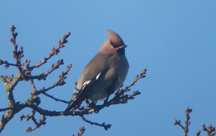 Waxwing