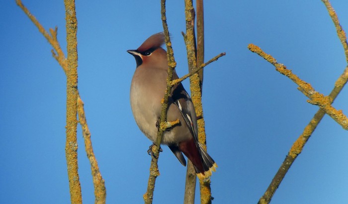 Waxwing