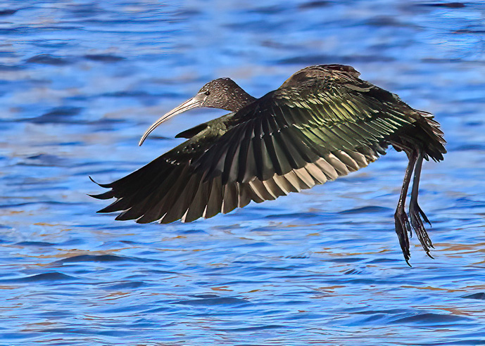 Glossy Ibis