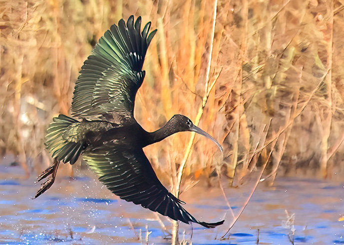 Glossy Ibis