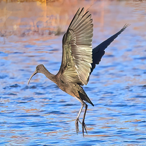 Glossy Ibis