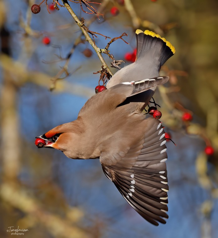 Waxwing