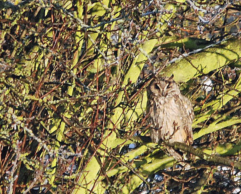 Long-eared Owl