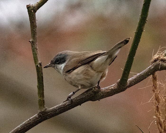 Lesser whitethroat 