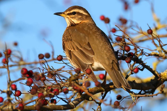 Redwing