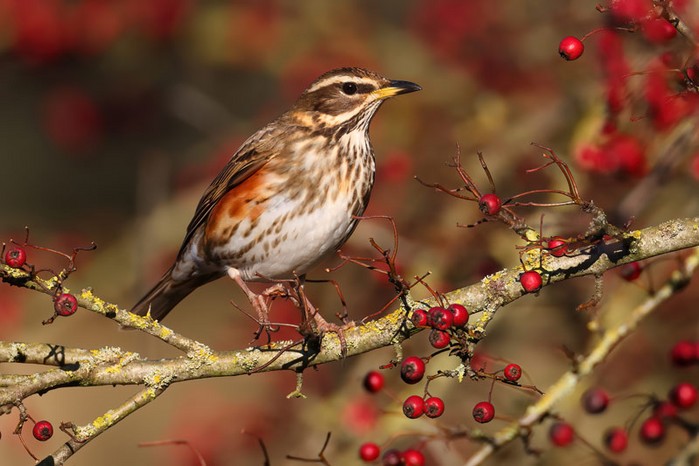 Redwing