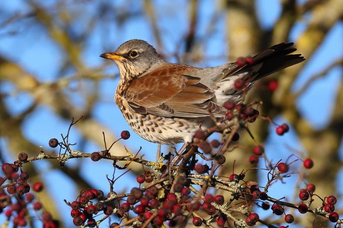 Fieldfare
