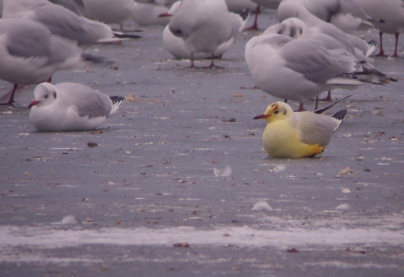 Black-headed Gull