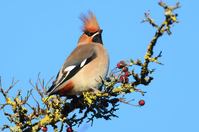 Waxwing