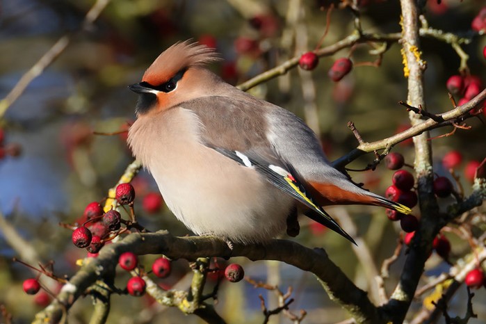 Waxwing