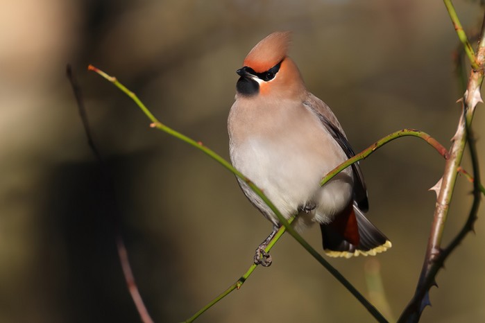 Waxwing