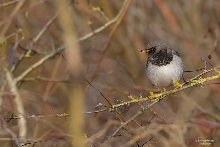 Black-throated Thrush