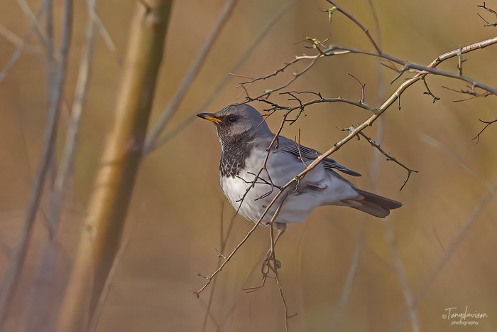 Black-throated Thrush