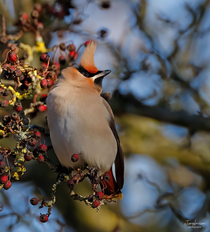 Waxwing