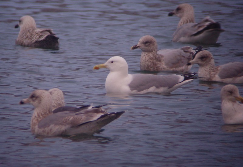 Caspian Gull