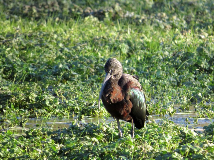 Glossy Ibis