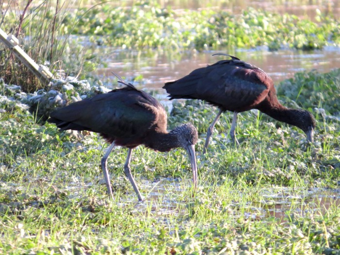 Glossy Ibis