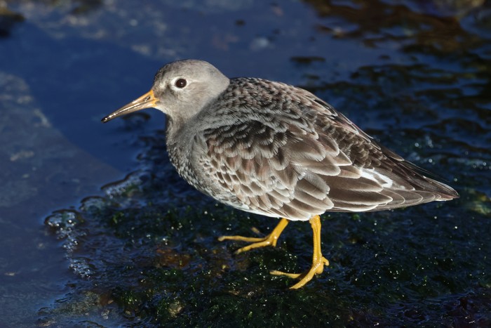 Purple Sandpiper