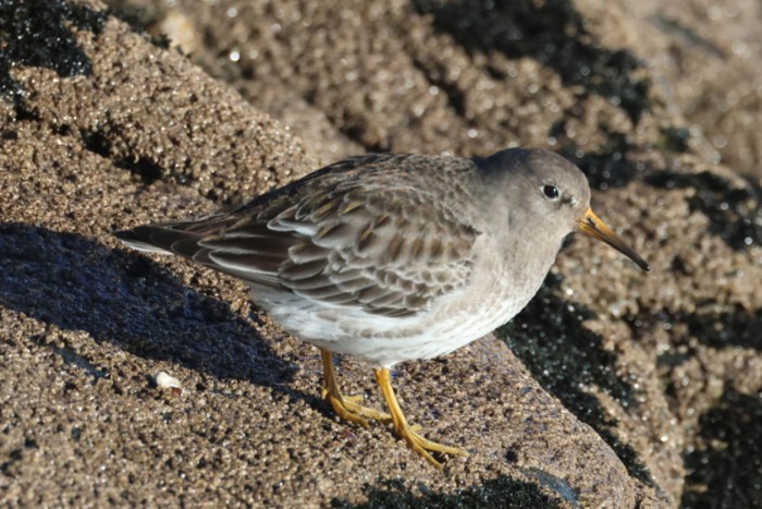 Purple Sandpiper