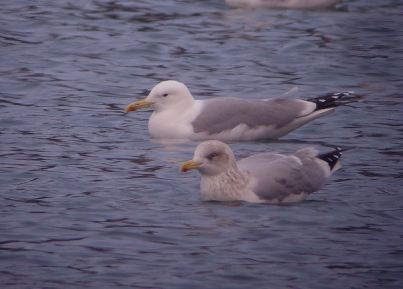 Caspian Gull