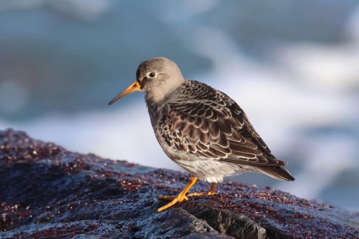 Purple Sandpiper