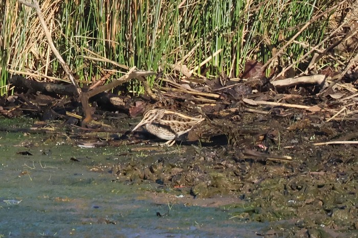 Jack Snipe