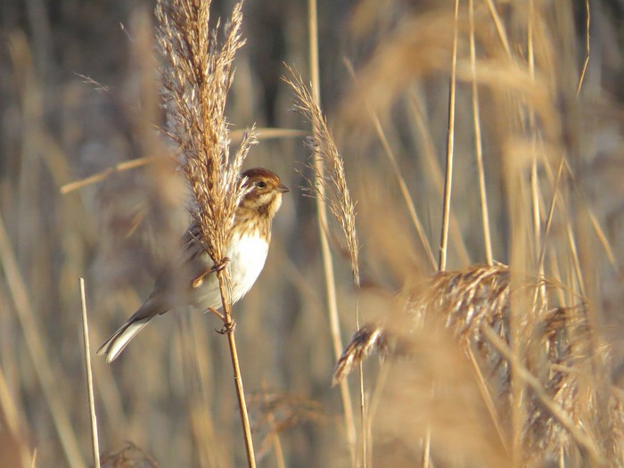 Reed Bunting