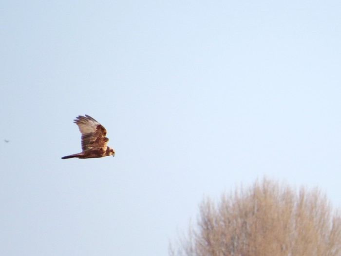 Marsh Harrier