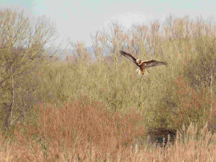 Marsh Harrier