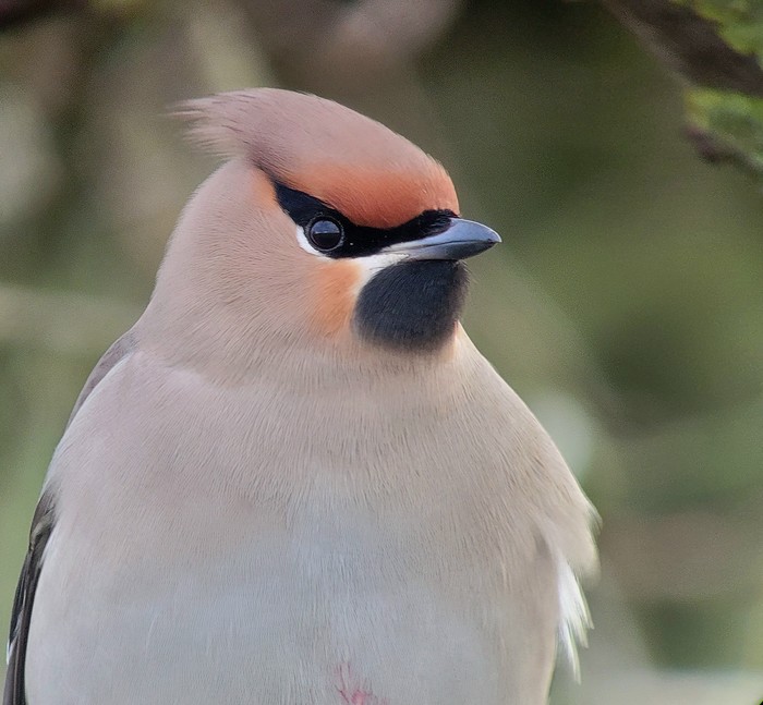 Waxwing