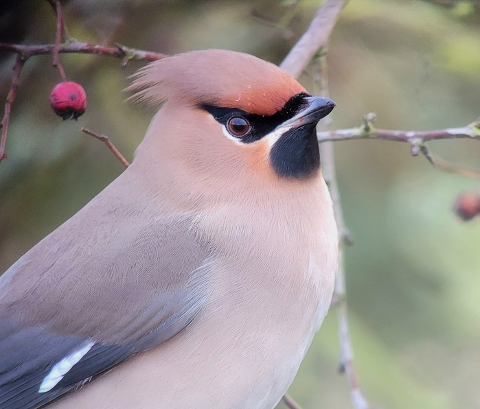 Waxwing