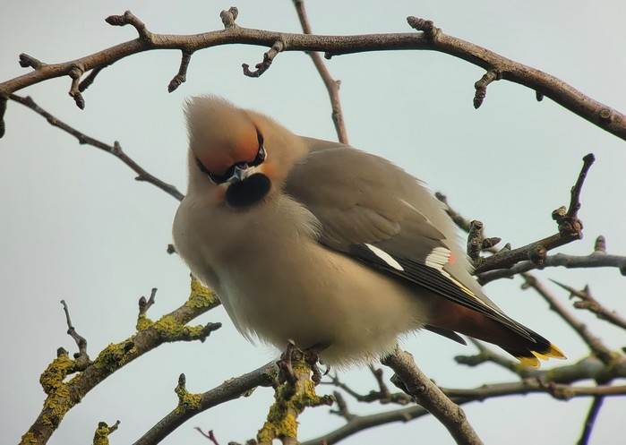 Waxwing