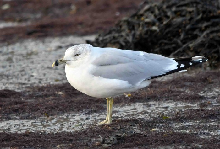 Ring-billed Gull