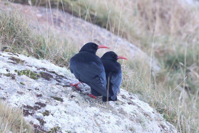Chough