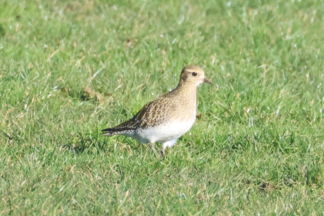 Golden Plover