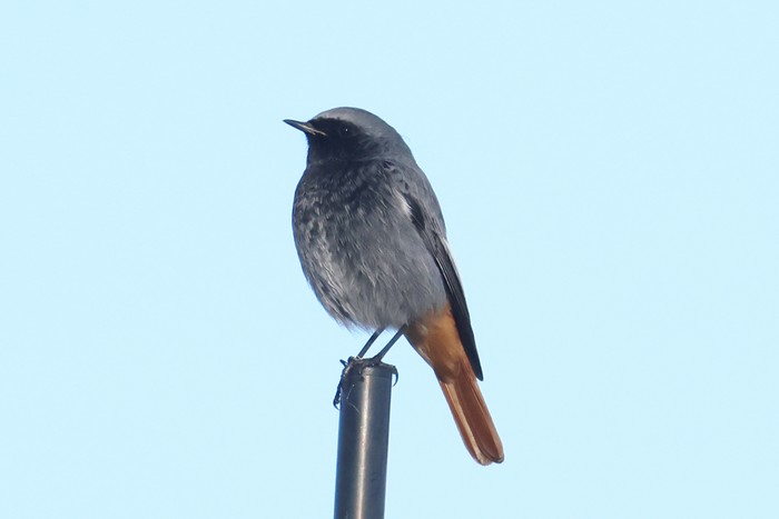 Black Redstart