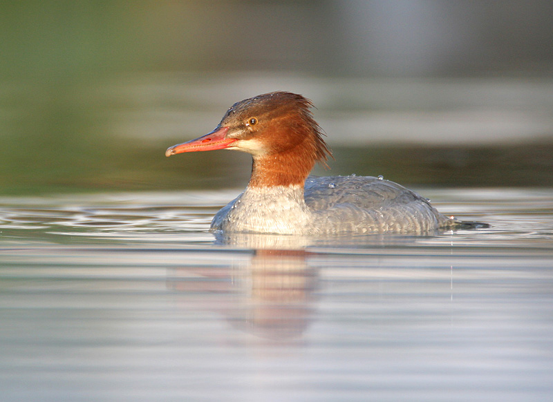 Goosander