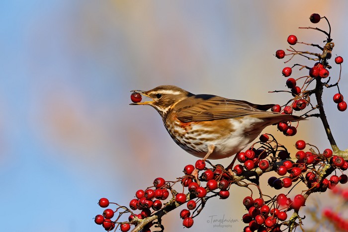 Redwing
