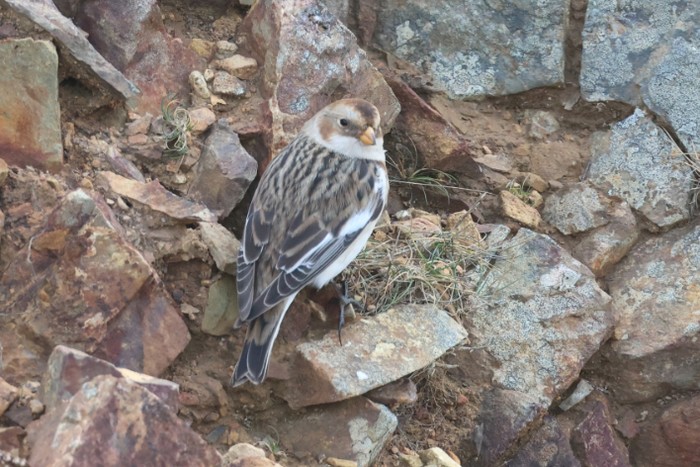 Snow Bunting