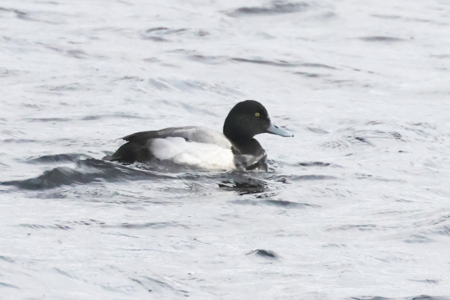 Scaup