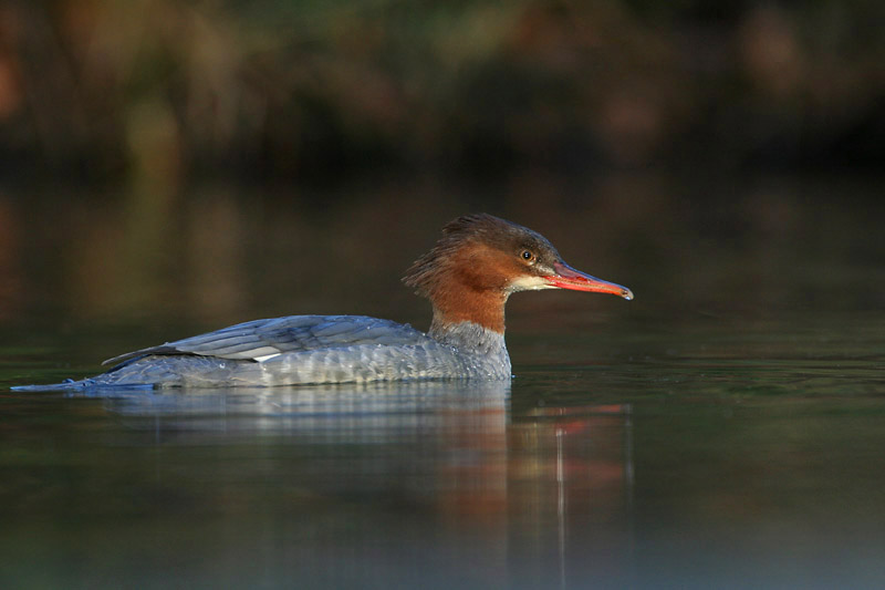 Goosander