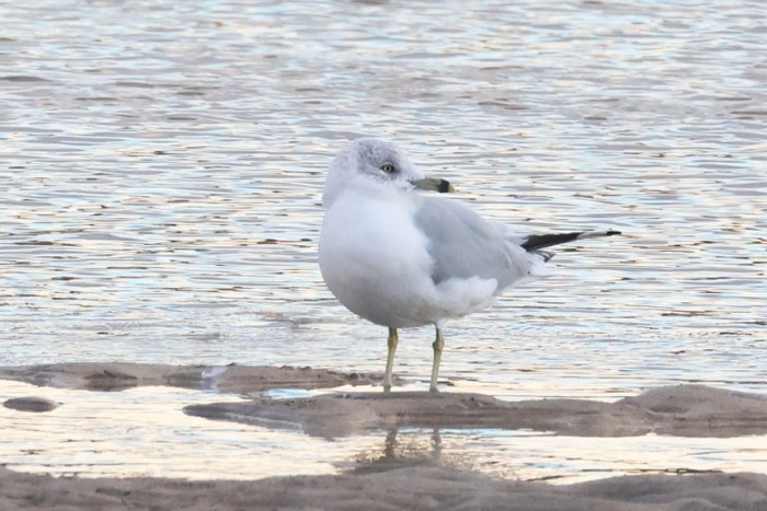 Ring-billed Gull
