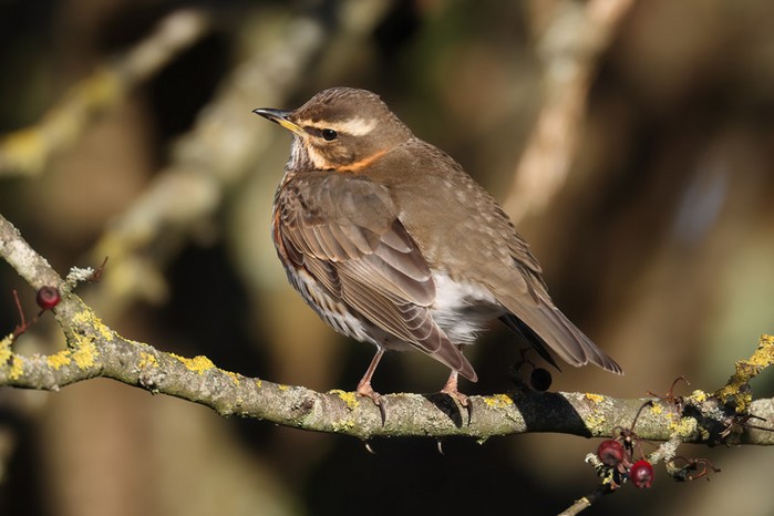 Redwing
