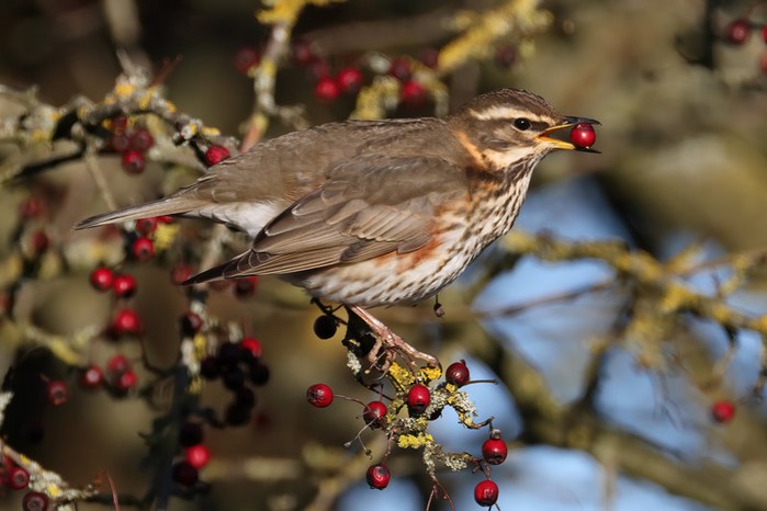 Redwing